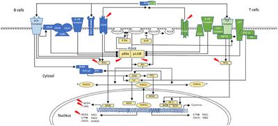 Class-Switch Recombination (CSR)/Hyper-IgM (HIGM) Syndromes and Phosphoinositide 3-Kinase (PI3K) Defects